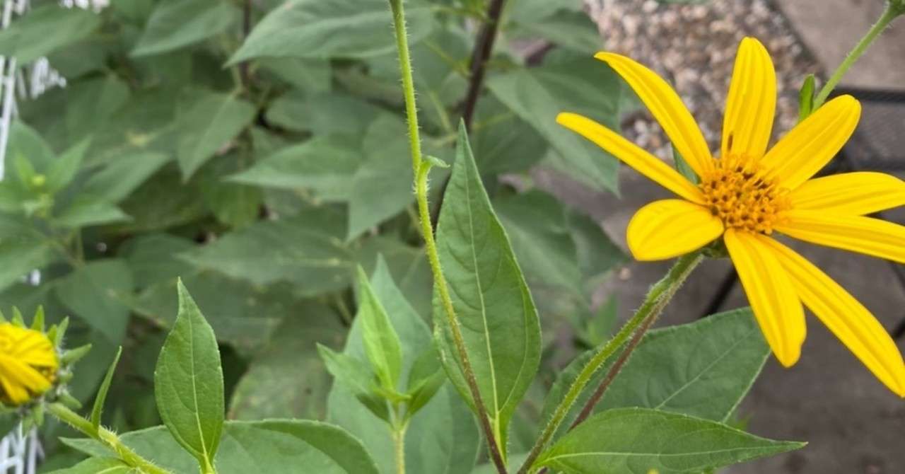 きくいもの花咲きました きくいも大学 Note