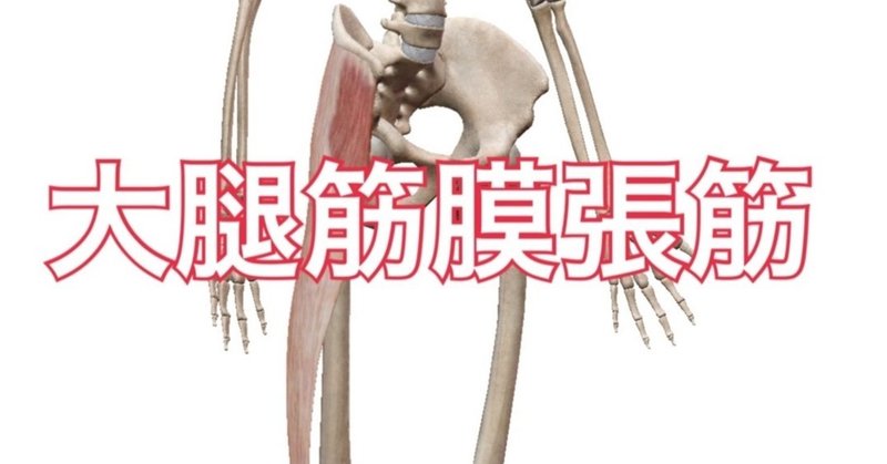 スペシャル解剖学【大腿筋膜張筋】