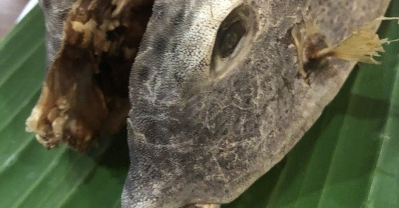 ふぐ毒に注意 見た目もたのしいハコフグを食べるマカッサル Kenhappy Note