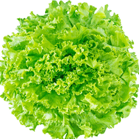 水耕栽培 始めました のん 水耕栽培でレタスが食べたい Note