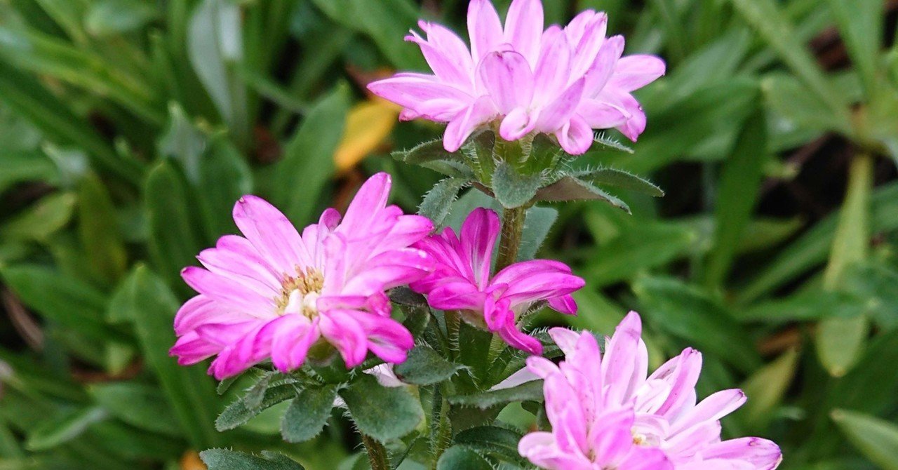 アスター エゾギク Yukimiii Note アスター エゾギク Yukimiii Note