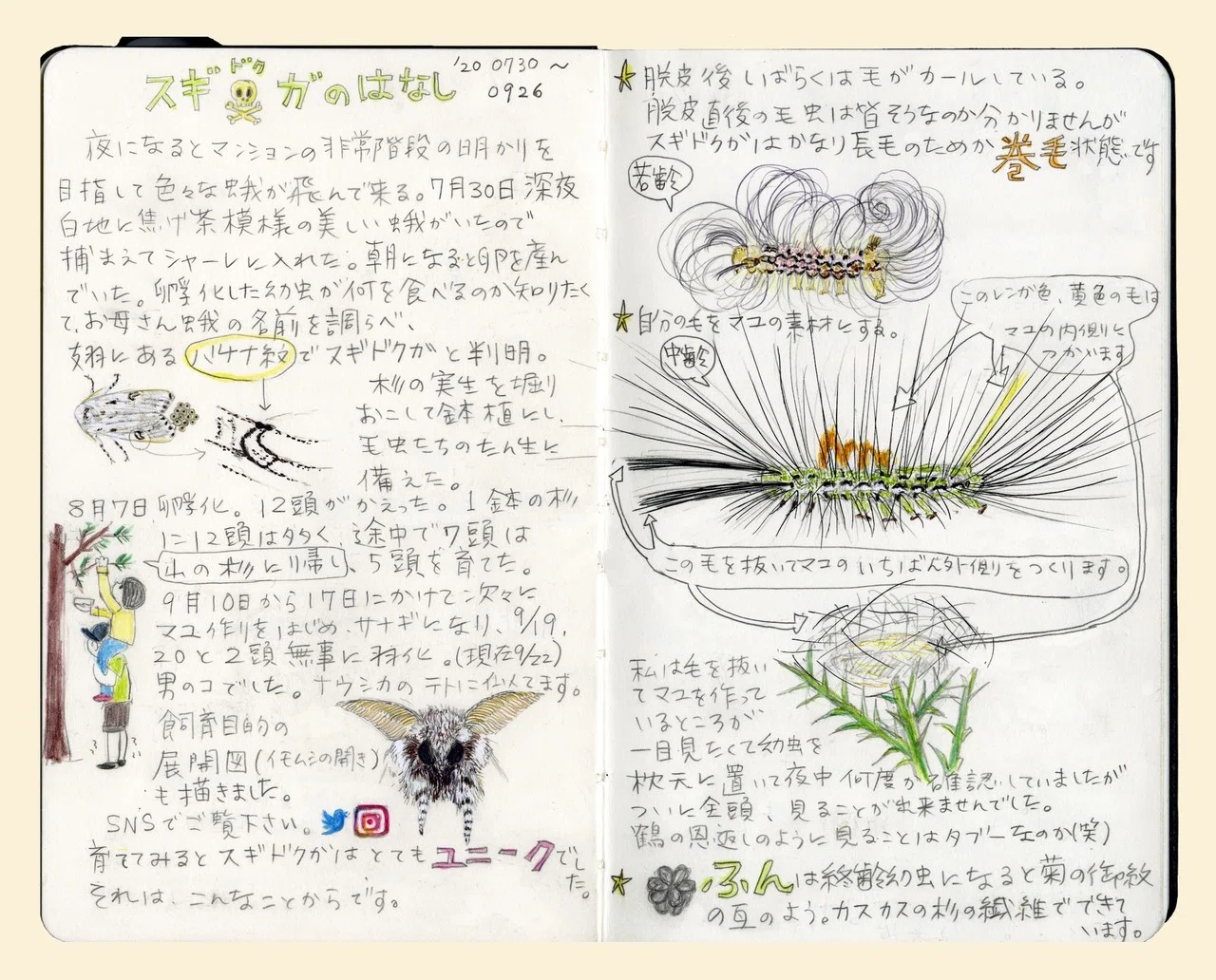 vol.3 桃山鈴子さんのイモムシ手帳拝見。脱皮したてのスギドクガの幼虫