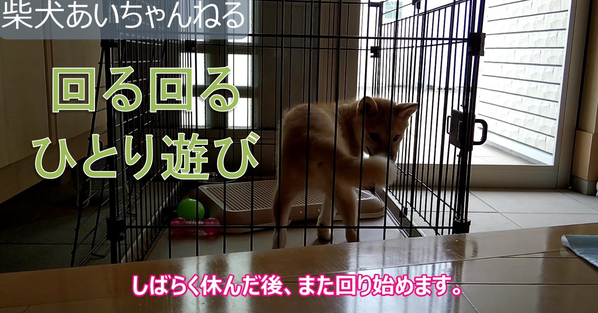 子犬の回るひとり遊び 犬山翔太 Note