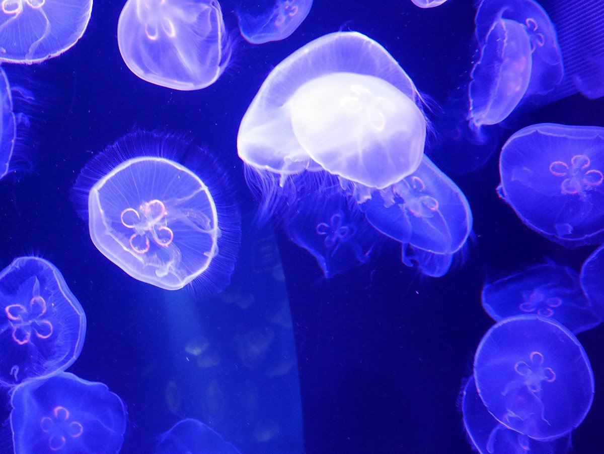 すみだ水族館で撮影したスマホとデジタル一眼の写真比較 りゅう Note