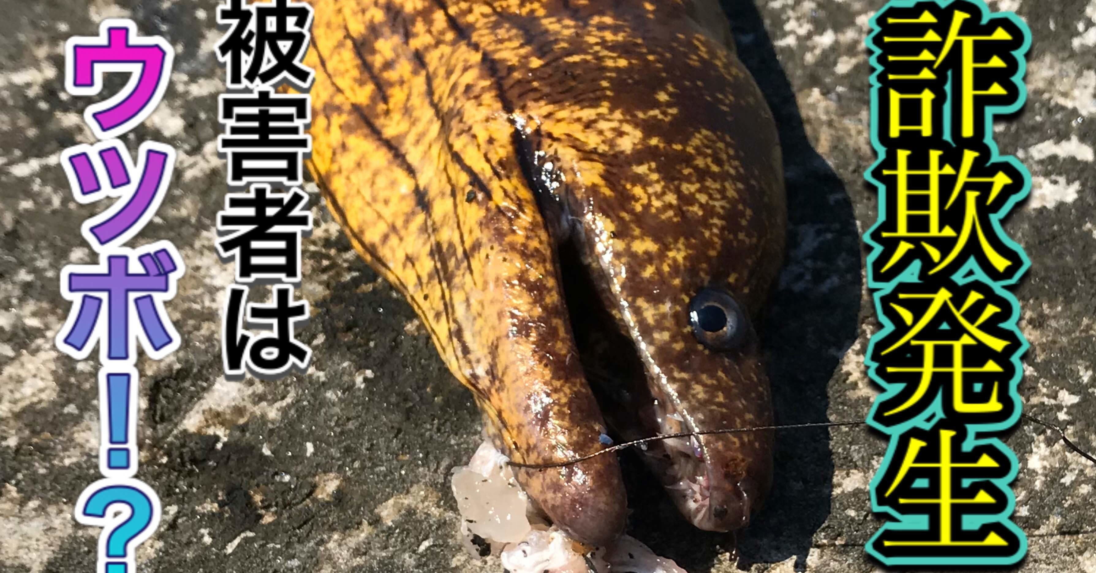 ギャングウツボ 釣り 山阿呆の大学生 Note