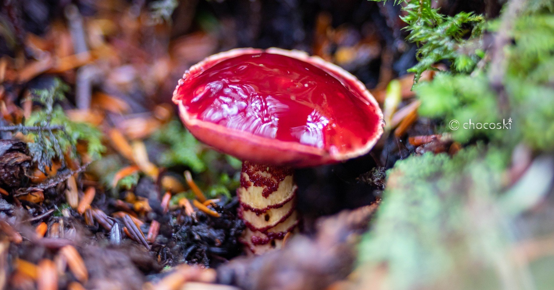 幻のイグチ＊アカネアミアシイグチ｜ちょこすき～☆きのこ