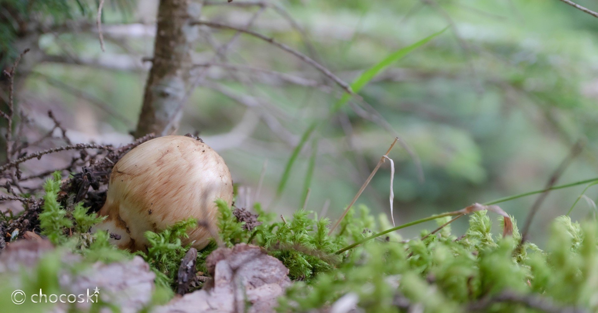 日本のきのこの王様＊マツタケ｜ちょこすき～☆きのこ