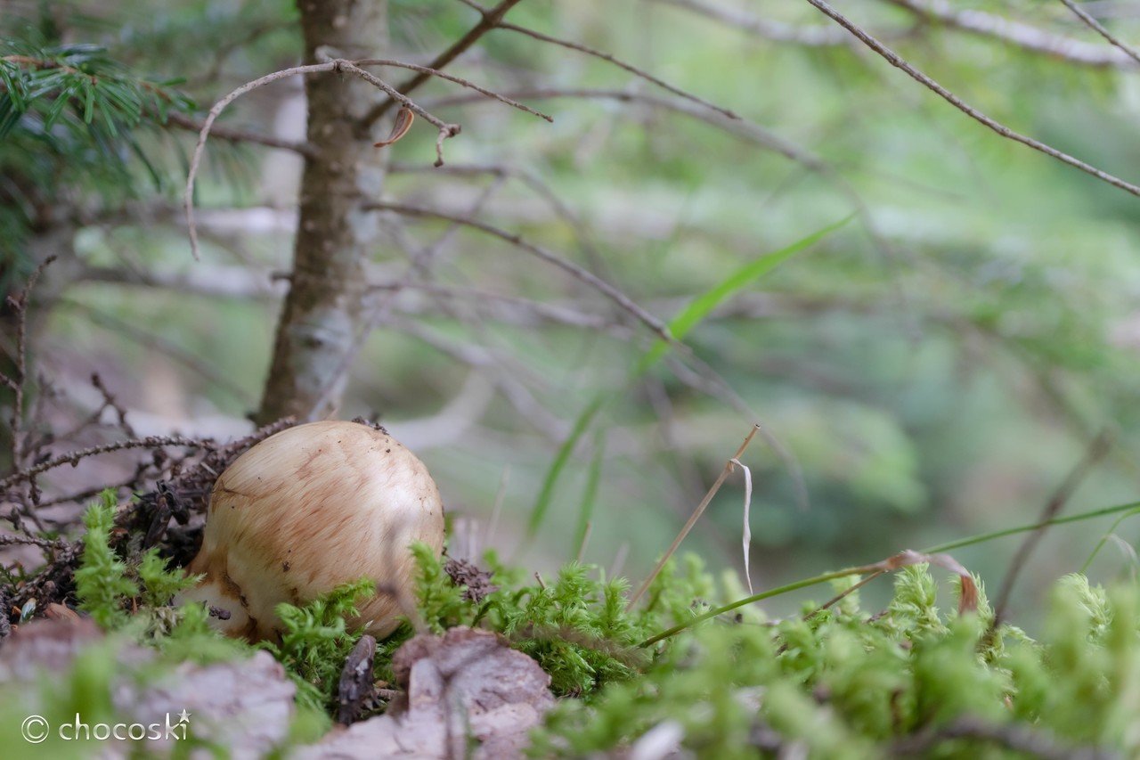 天然きのこ 松茸 国産 良質‼️ マツタケ まつたけ 森の凛さん採取 その
