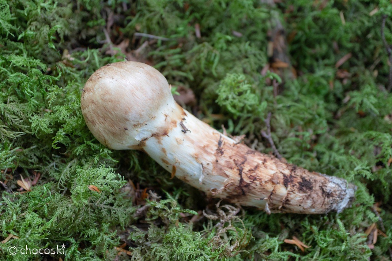 天然きのこ 松茸 国産 良質‼️ マツタケ まつたけ 森の凛さん採取 その