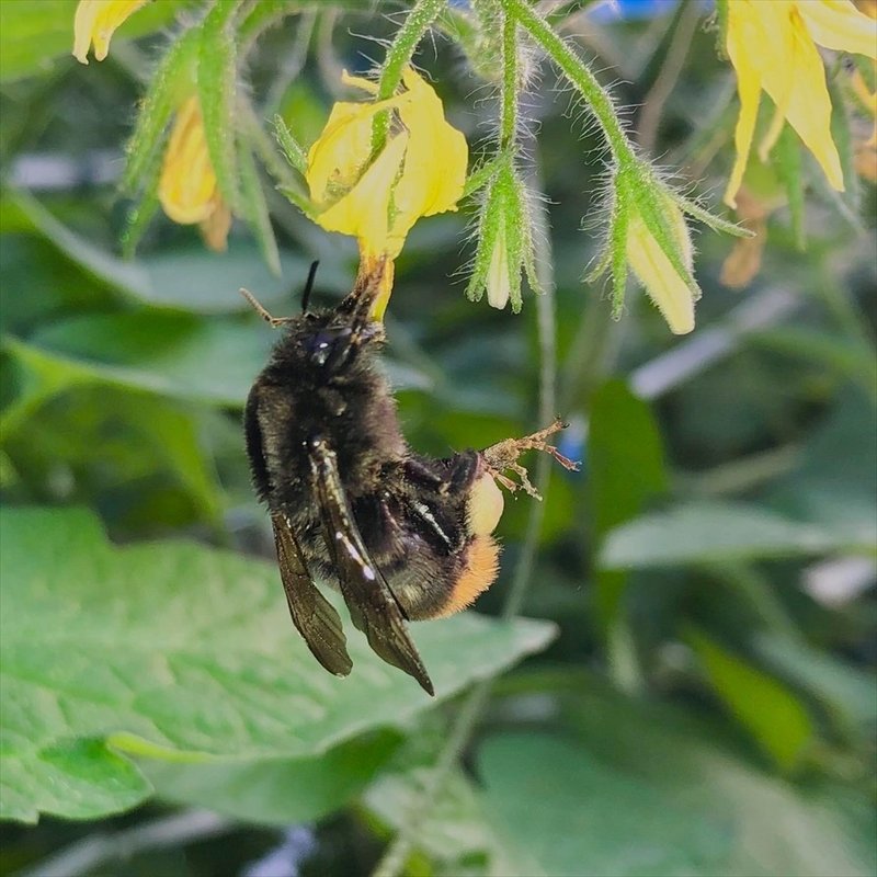 トマトの受粉 トマト研究家 ヒロミ Note