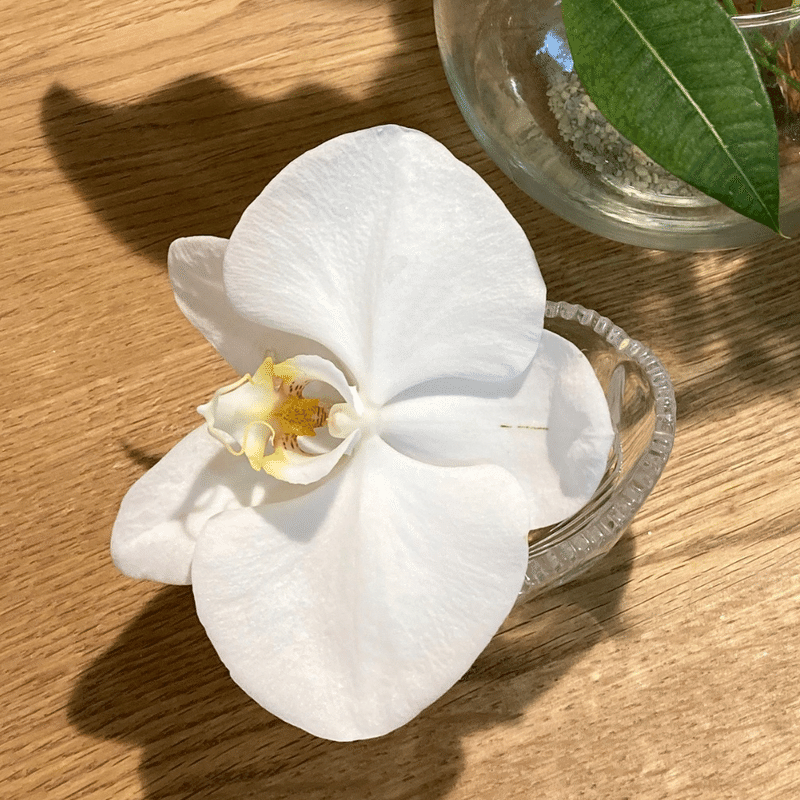 ちゃんと枯れると隠れてた構造がみえて綺麗 胡蝶蘭その10 らく Note ちゃんと枯れると隠れてた構造がみえて綺麗 胡蝶蘭その10 らく Note