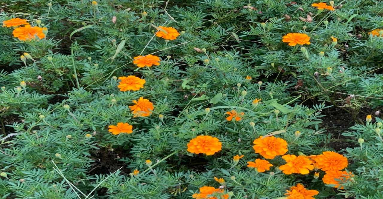 日本人のための英語音声学レッスン は音声学初心者にだいぶおすすめである はむっち ケンブリッジ英検 Note