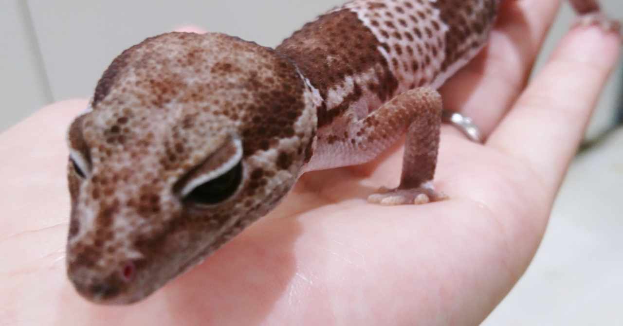 レオパードゲッコー の新着タグ記事一覧 Note つくる つながる とどける