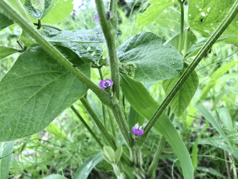 自然農 大豆の花は 色だった 07 08 だいじー 宮城 幸司 Note 自然農 大豆の花は 色だった 07 08 だいじー 宮城 幸司 Note