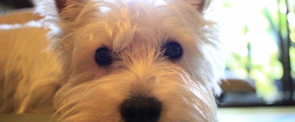 もしも犬が喋るとしたら 40 シータカワタナベ Note