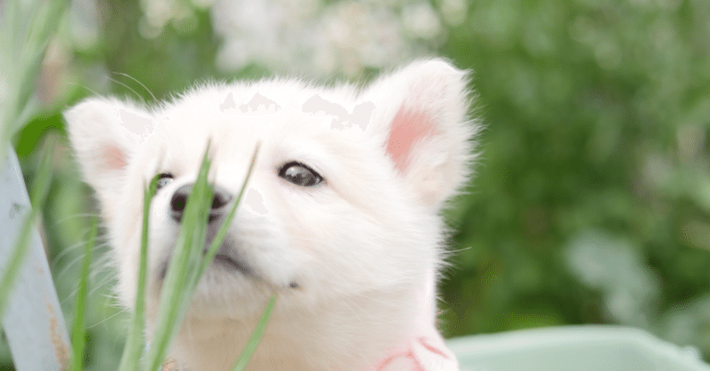 いきいきのびのびワンちゃんに育てる方法 Y I Dog Academy Note いきいきのびのびワンちゃんに育てる方法 Y I Dog Academy Note