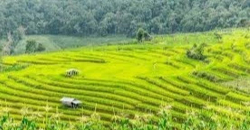 タイの農業（SAT）
