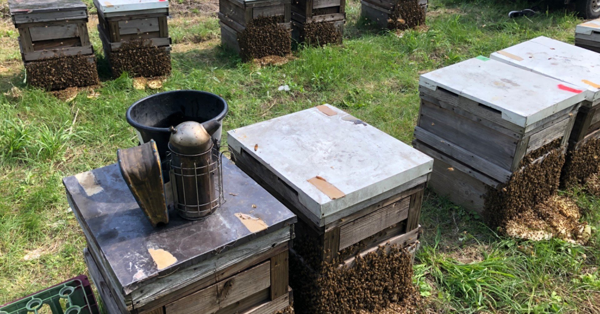 馴染みのお客さんでいっぱい！ 本間さんちのはちみつがおいしい理由