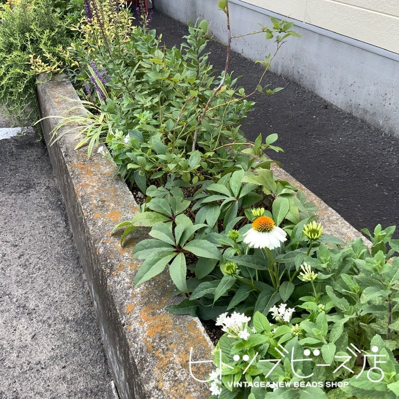 水やり歴2年目 ヒトツブビーズ店店主 Note