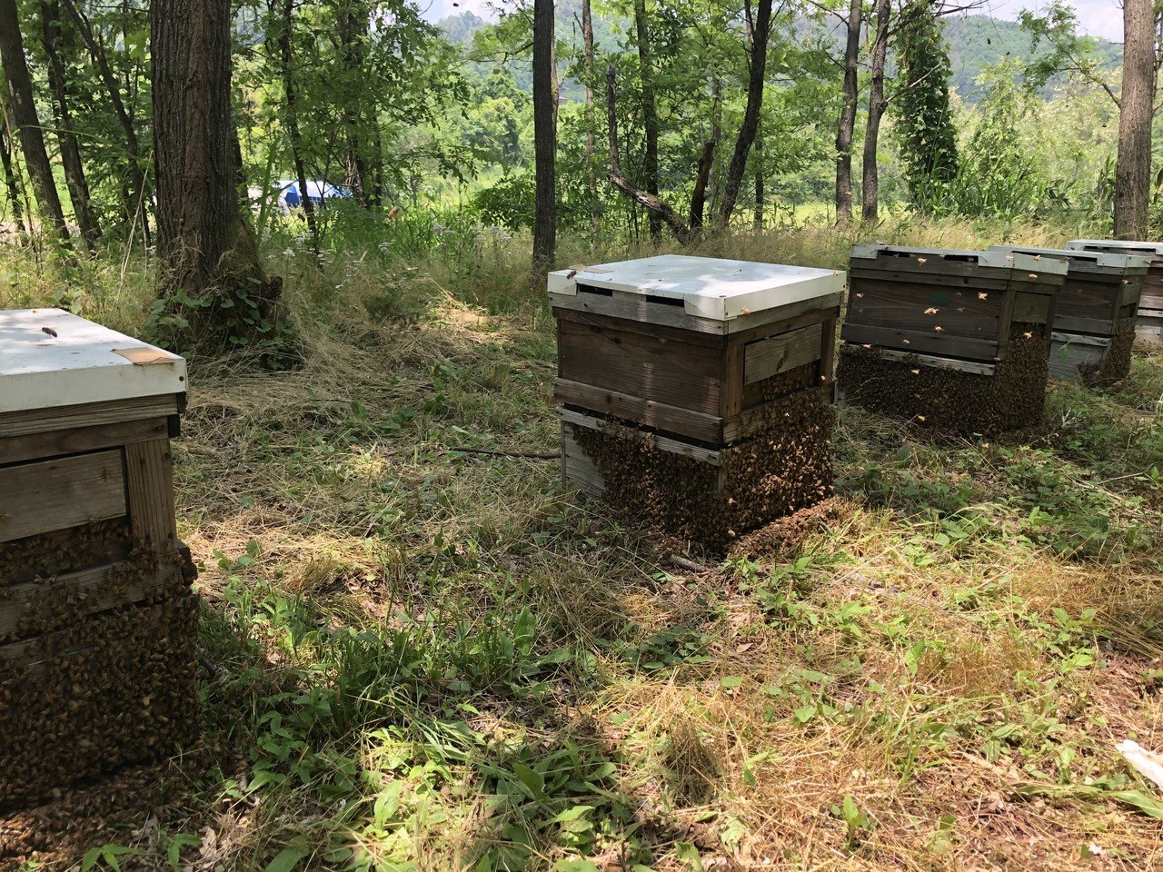 馴染みのお客さんでいっぱい！ 本間さんちのはちみつがおいしい理由｜Living Scape Takayama 群馬県高山村＊移住と暮らし