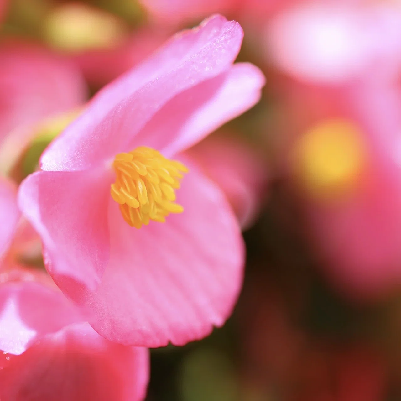 Photographing With, Vol. 5: 艶マクロ Canon EF-S 60mm f/2.8 Macro