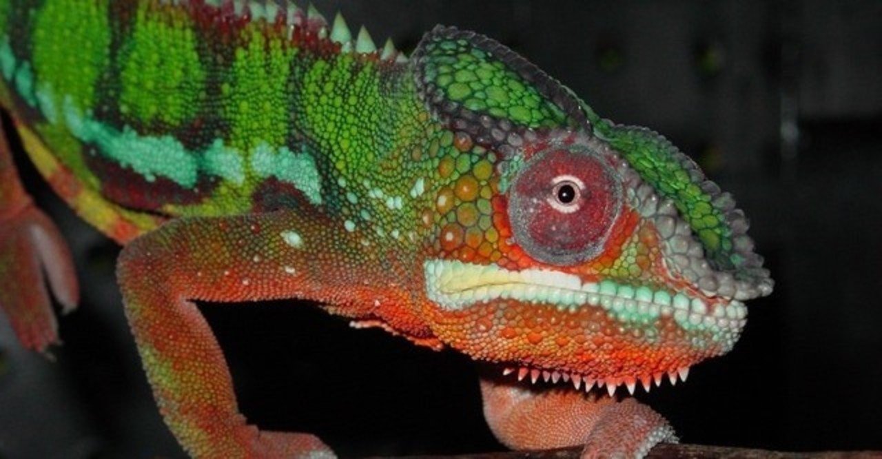 色が変わる生き物 Eryr13 Note 色が変わる生き物 Eryr13 Note