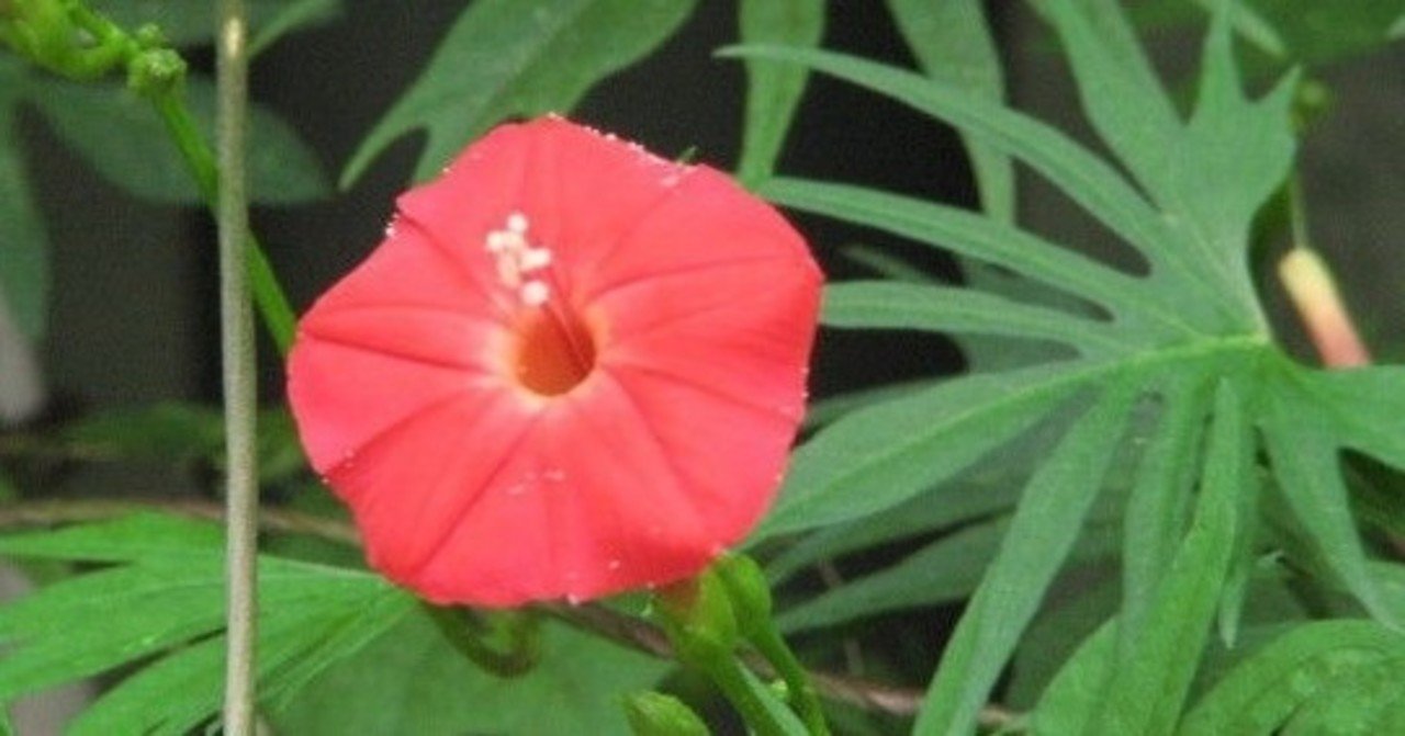 縷紅草 ルコウソウ Makoto Okada Note 縷紅草 ルコウソウ Makoto Okada Note