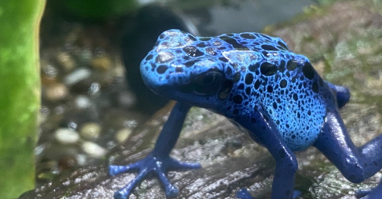 WILDLIFE PROTECTIONシリーズ コバルトヤドクガエルカラー コバルト