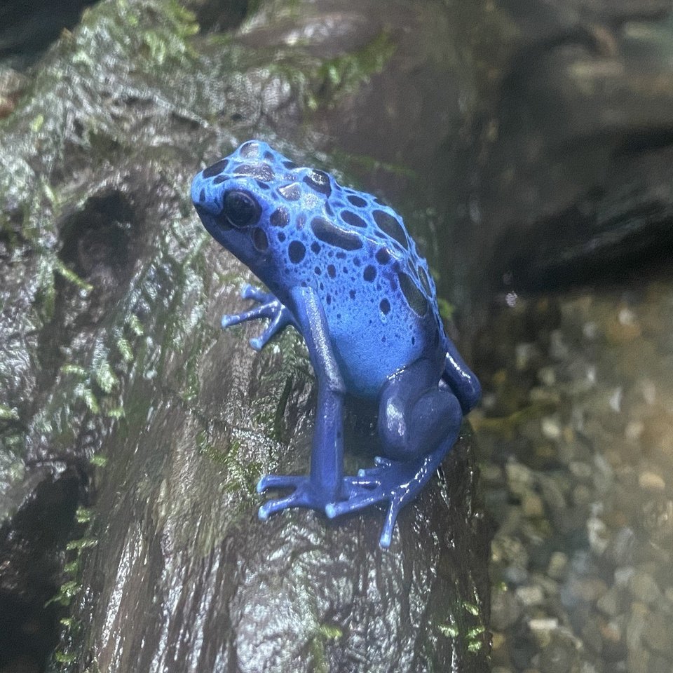 コバルトヤドクガエルを見つけた｜Noriaki Kawanishi