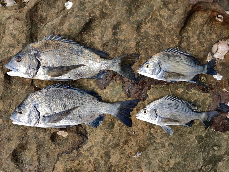 ほぼ確実にチヌが釣れる佐世保市の地磯 Gpsあり 佐世保の釣り師 Note ほぼ確実にチヌが釣れる佐世保市の地磯 Gpsあり 佐世保の釣り師 Note