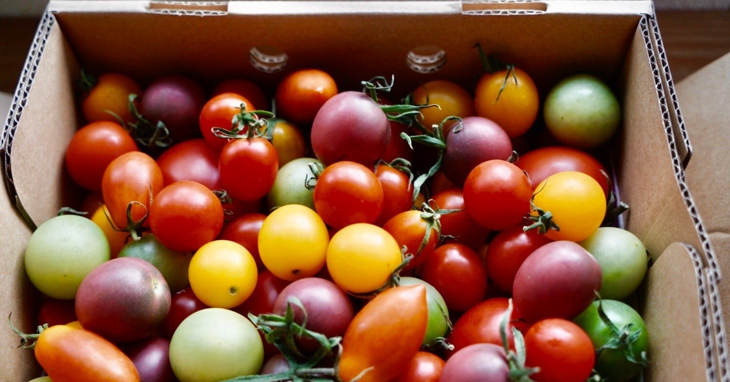 トマトは野菜さま専用 パラジェル１０色＋１色コスメ/美容 - dgw