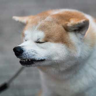 アザトカワイイ 犬も歩いてちゃんと寝る Note