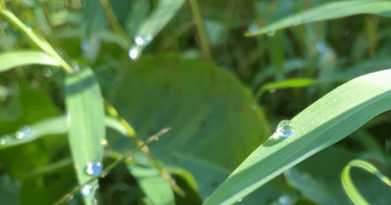 無意識な自己陶酔を意識化したい Kazuto Nakano Note