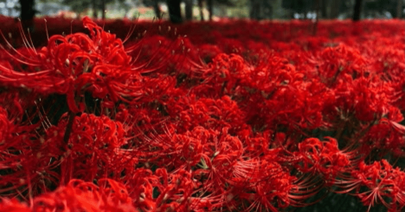 彼岸花について知ってる サミー パパ3年生 Note