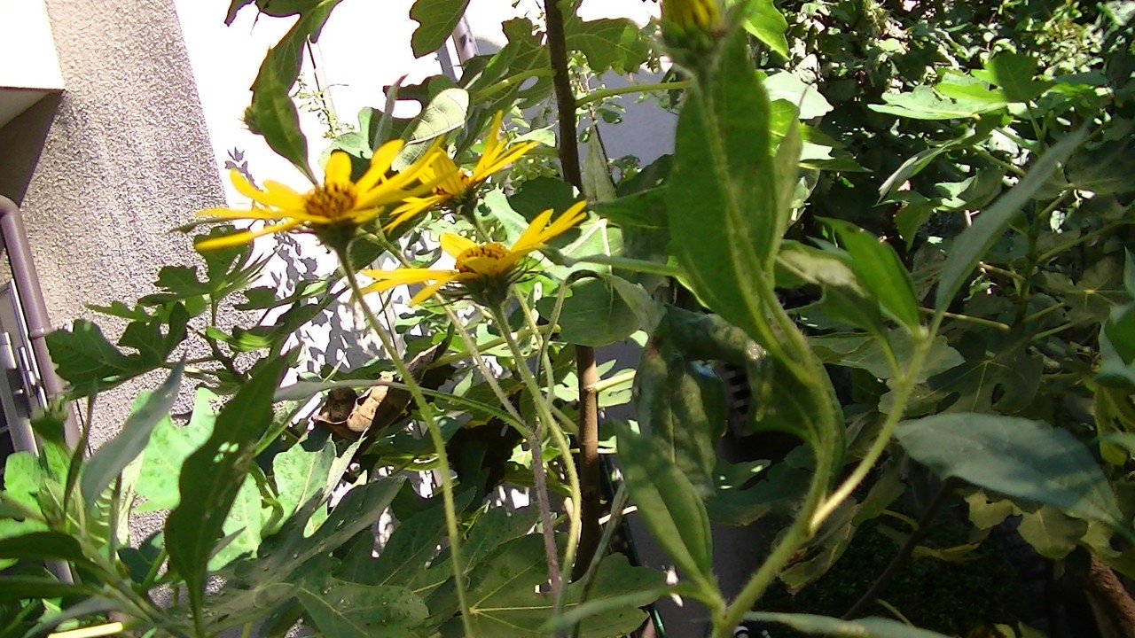 キクイモの一年 Sgk Note