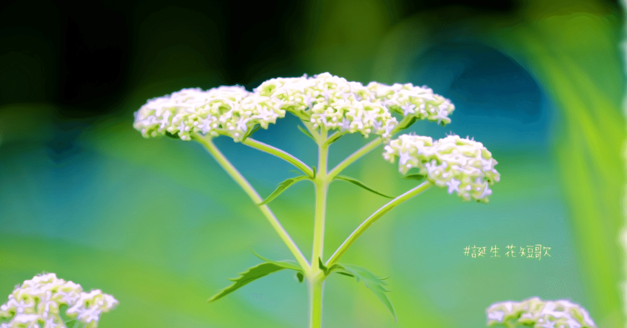 9月28日 誕生花は藤袴 誕生花短歌 御子柴 流歌 Note 9月28日 誕生花は藤袴 誕生花短歌 御子柴 流歌 Note