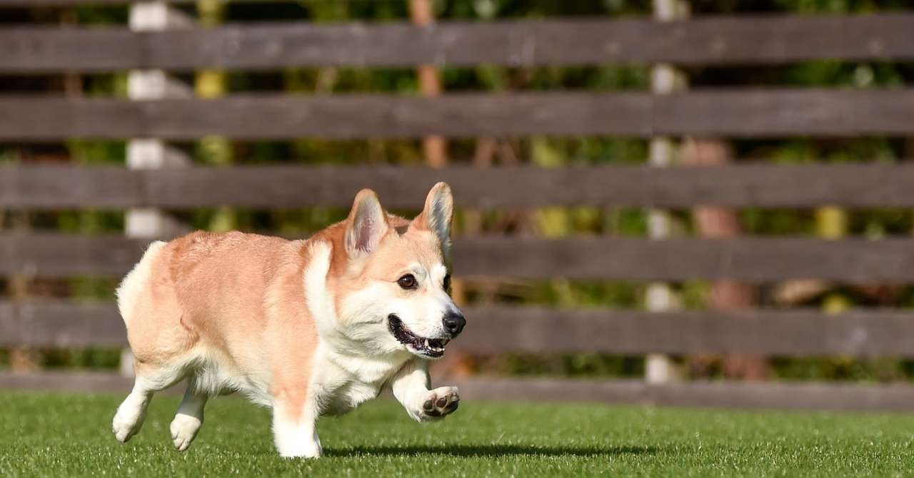 コーギーってどんな犬 Natsuko I ヨコハマドッグアカデミー Note