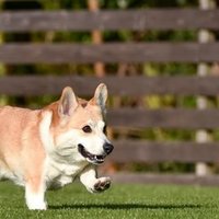 犬の気持ちを理解するには ボディランゲージを知る Y I Dog Academy Note