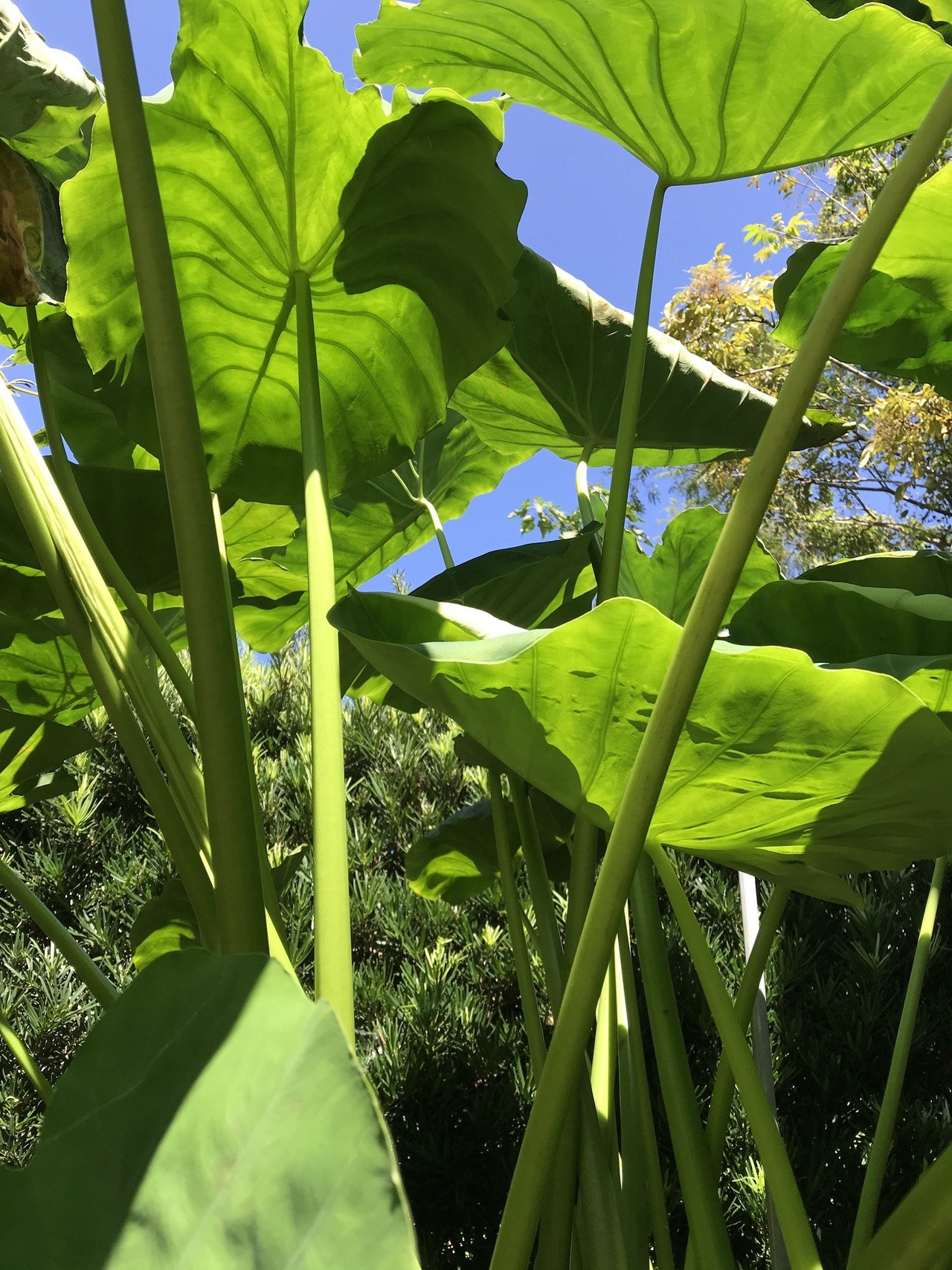 食える庭 里芋 靖三 Note