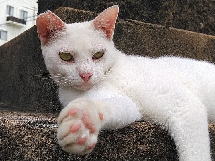 宮古島総鎮守漲水御嶽におわす、白猫(はくびょう)は神霊獣として、島の人から敬われています(給餌)。