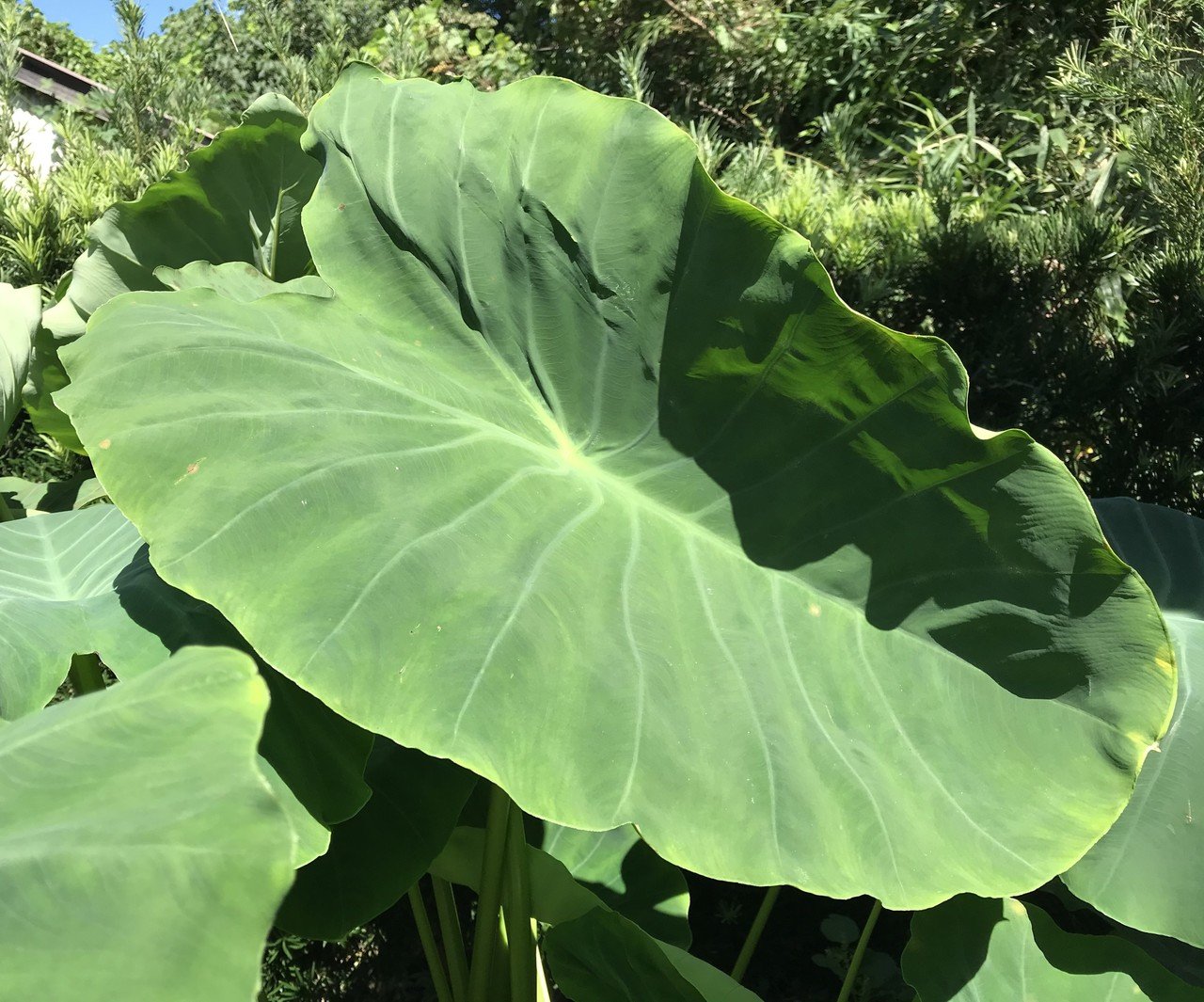 食える庭 里芋 靖三 Note