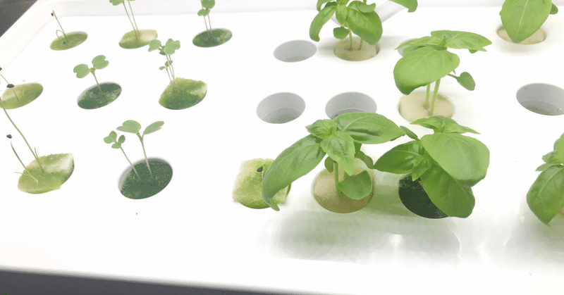 水耕栽培で困る藻の対策方法
