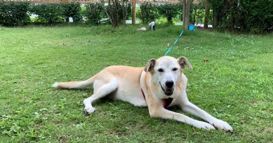 犬の話題 Qzk Note