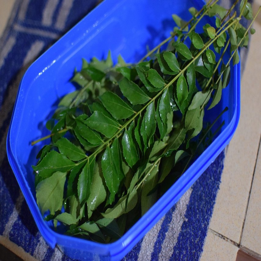 おつまみカレーリーフ 古川音 Note