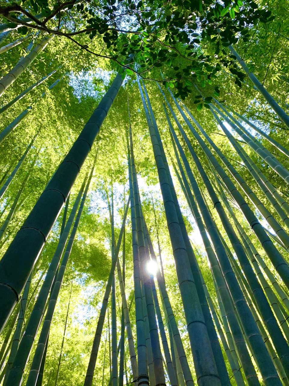 報国寺 竹と抹茶で気分が落ち着く ミクジ スキゆっくり中 Note 報国寺 竹と抹茶で気分が落ち着く ミクジ スキゆっくり中 Note
