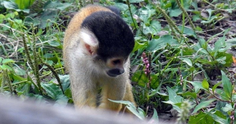 子どもは「おさるのジョージ」である