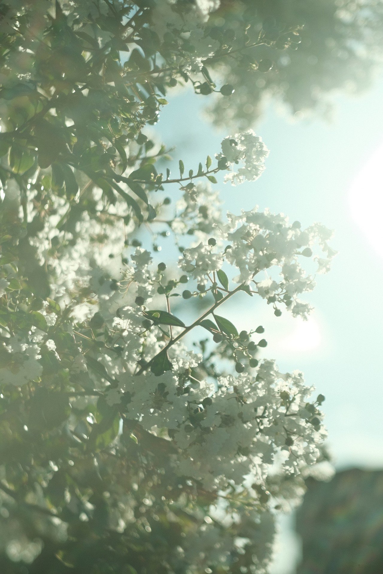 小さいけど遠くまで「Industar-61 52mm F2.8」｜ニシダ ヨリコ