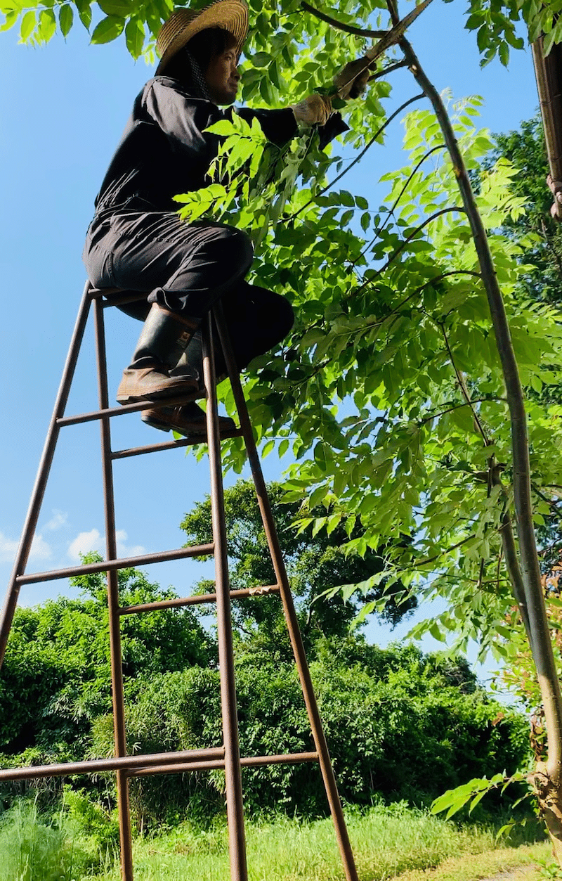 日本素材のジャパニーズトニックウォーター Bar Benfiddich 鹿山博康 Note