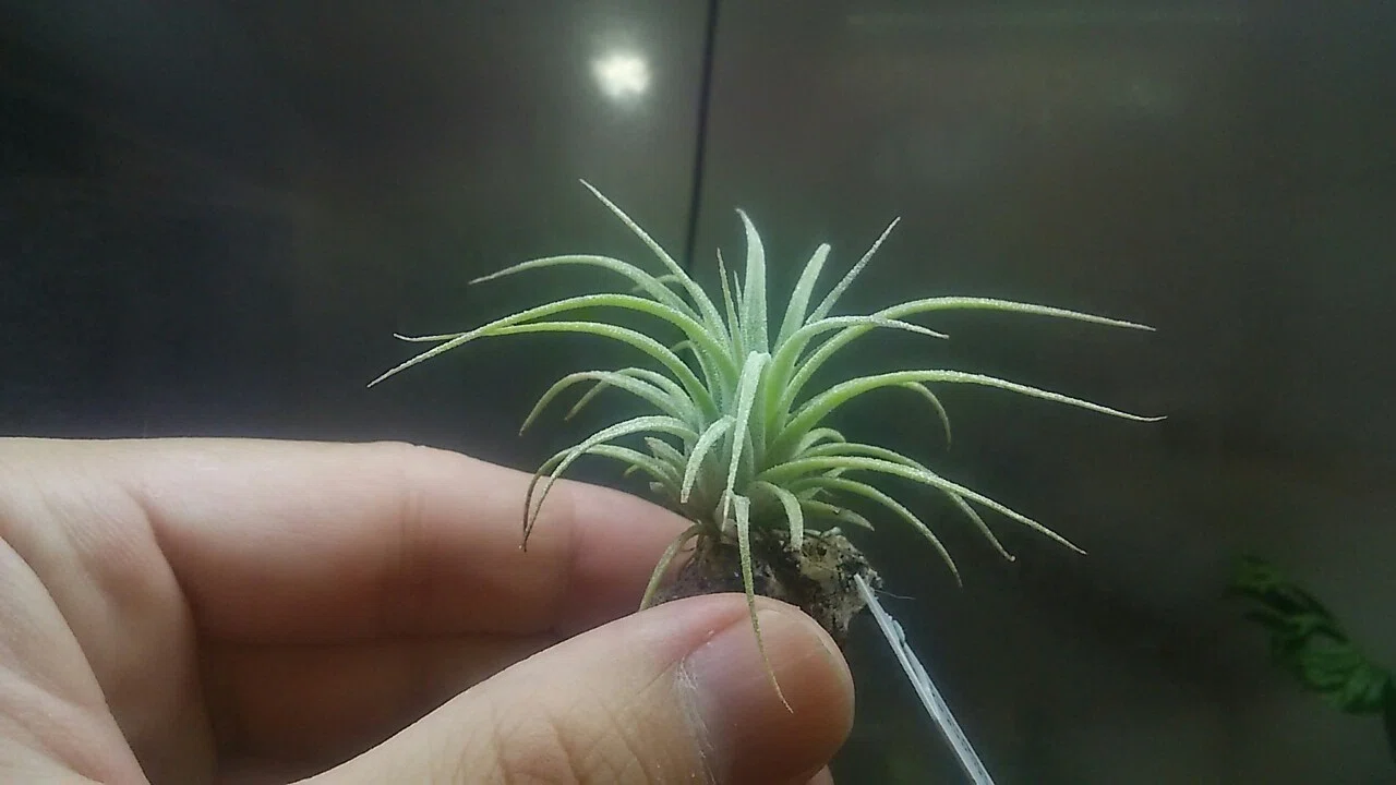 チランジア入荷リスト 9/22｜NatureGarden?神田