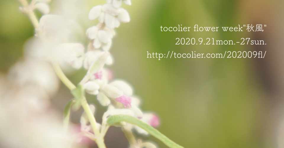 メキシカンセージ フェアリー ピンク サルビアレウカンサ Tocolier Note